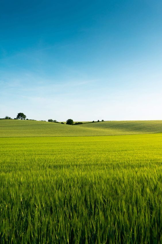 Green wheat field in India